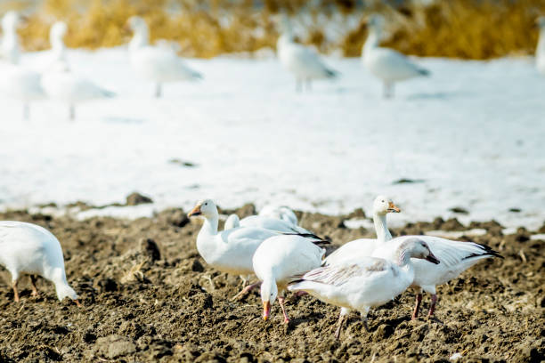 istock Great migration of geese 667059180