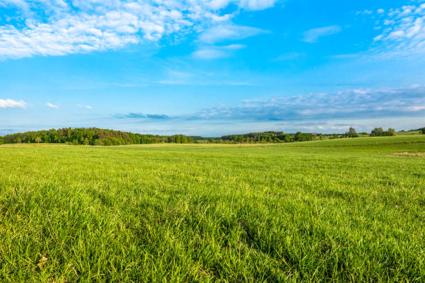 istock Spring meadow and blue sky over grass field, countryside landscape 667059932