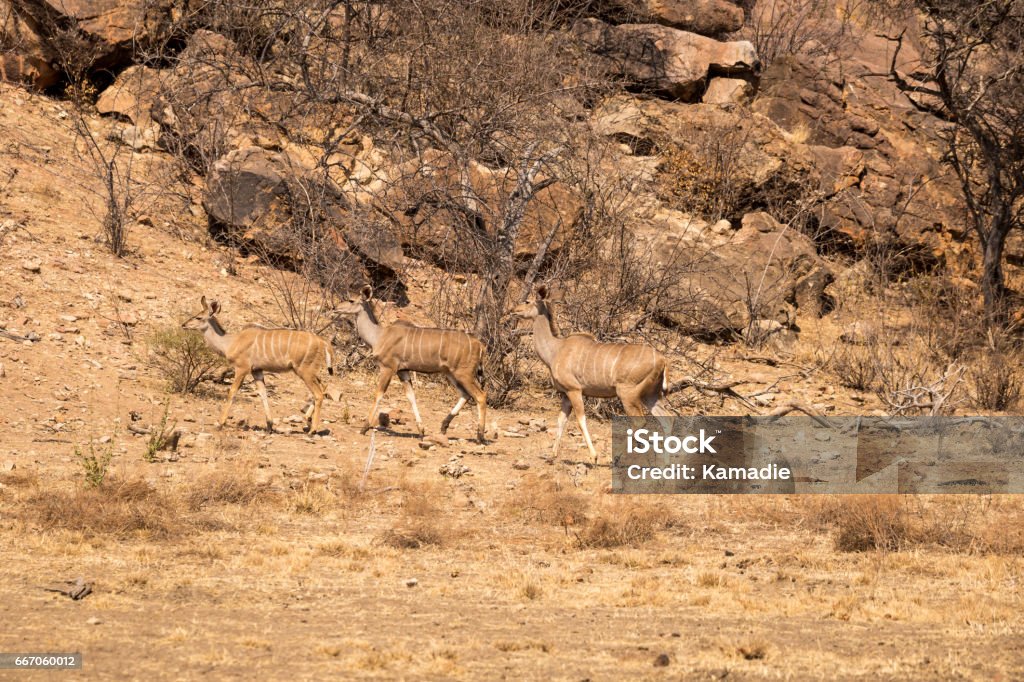 Three female Kudus Walking through Savannah of South Africa, Mapungubwe National Park Three female Kudus Walking through Savannah of South Africa, Mapungubwe National Park, Africa Limpopo Province Stock Photo