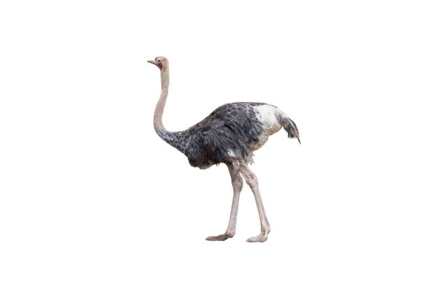 young ostrich isolated on White Background stock photo