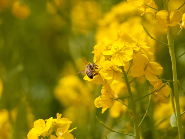 istock a honeybee on yellow field mustard with rape blossoms and bees 667063332
