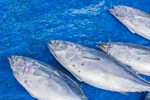 istock Fresh raw tuna fish in market 667064070