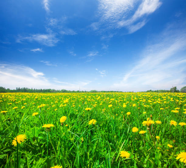 istock Green field with flowers under blue cloudy sky 667064234