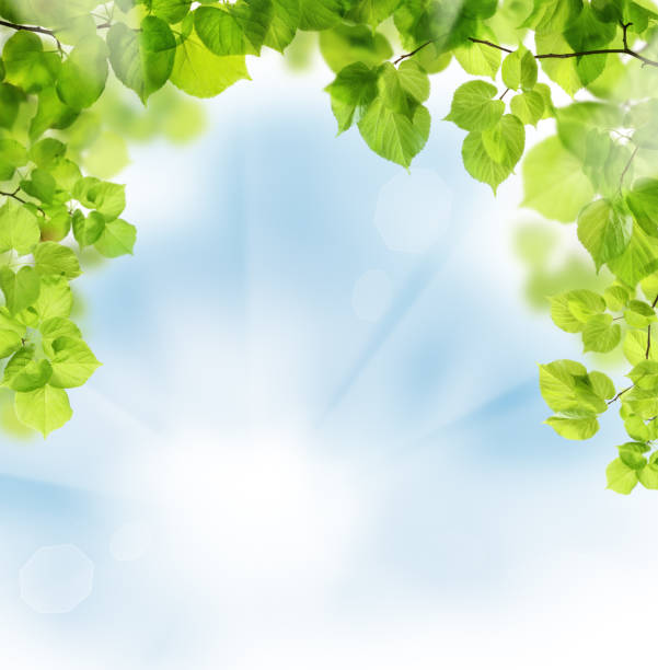 istock Summer leaves on floral greenery background 667067086