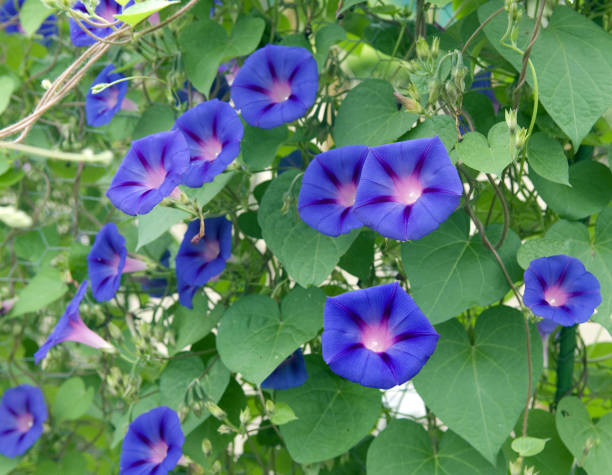 istock Ipomoea purpurea; tricolor 667067118
