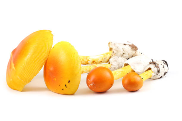 istock Caesar mushroom. Delicacy. Popular in Southern Europe. 667067430