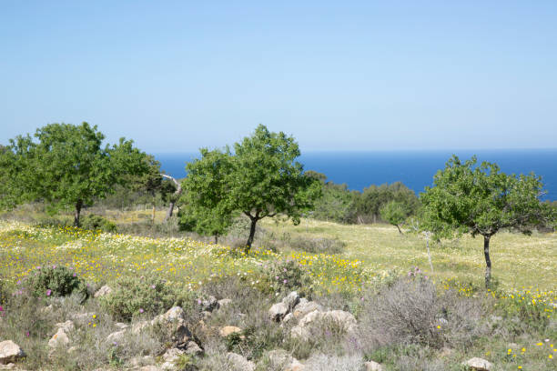 istock Tree in Meadow near Hort Cove, Ibiza 667068010