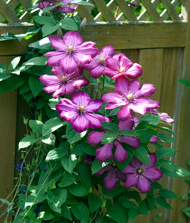 Nature Detail of Lush Lilac Colored Clematis Flowers in Bloom Backlit by Warm Sunshine