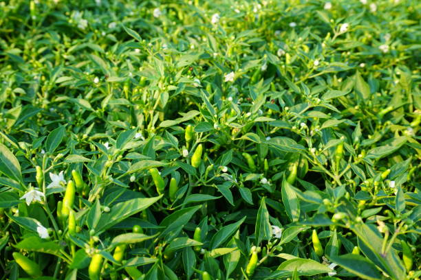 istock Chillies grow in farm 667070888