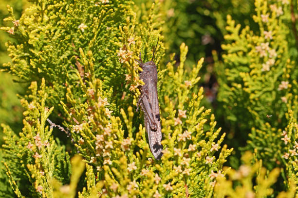 egipski konik polny z bliska łacińska nazwa aegyptium anacridium na drzewie thuja łacińska nazwa arbor vitae cupressaceae pokazująca pasek na oku we włoszech - giant grasshopper zdjęcia i obrazy z banku zdjęć