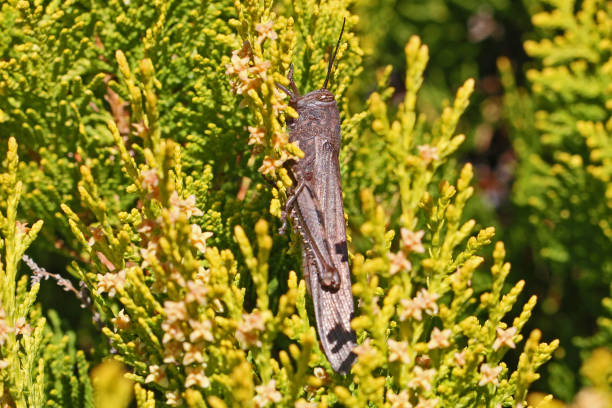 이집트 메뚜기 라틴어 이름 aegyptium anacridium thuja 트리 라틴어 이름 아 버 이력서 분재 보여주는 줄무늬 이탈리아에서 눈에에 가까이 - giant grasshopper 뉴스 사진 이미지