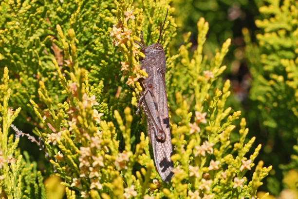 egipski konik polny z bliska łacińska nazwa aegyptium anacridium na drzewie thuja łacińska nazwa arbor vitae cupressaceae pokazująca pasek na oku we włoszech - giant grasshopper zdjęcia i obrazy z banku zdjęć