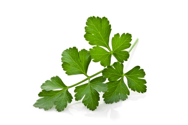 Extreme close up view of organic parsley leaves isolated on reflective white background