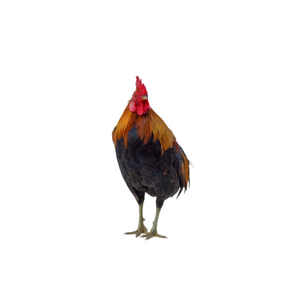 istock rooster isolated on white background. This has clipping path. 667074606