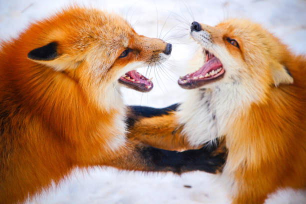 istock two red foxes fighting each other in winter snow 667075104
