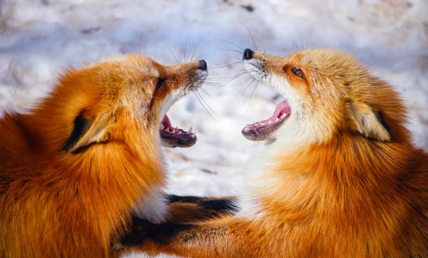 istock two red foxes fighting each other in winter snow 667075118