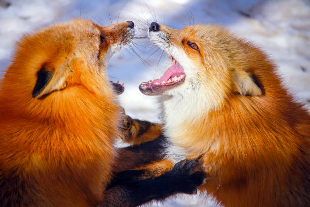 two red foxes fighting each other in winter snow