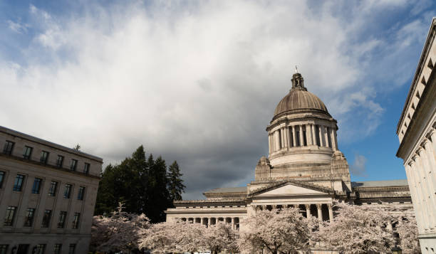 washington state capital building olympia springtime cherry blossoms - secretary of state fotografías e imágenes de stock