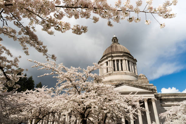 istock Washington State Capital Building Olympia Springtime Cherry Blossoms 667075790