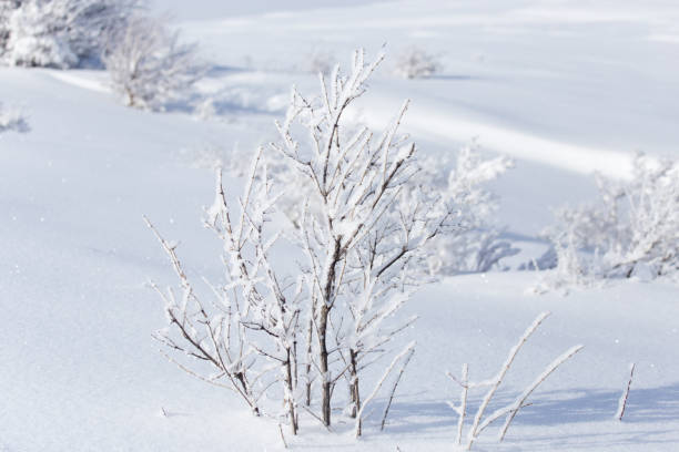 istock snow on the branches of a tree 667076204
