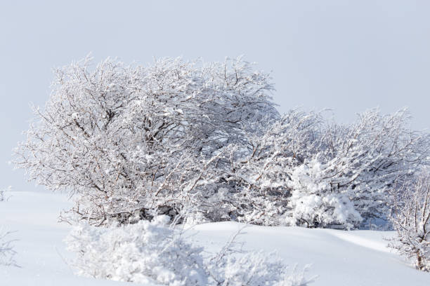 istock snow on the branches of a tree 667076534