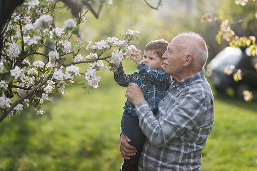 Grandfather holding his grandson and they are smelling blooming garden