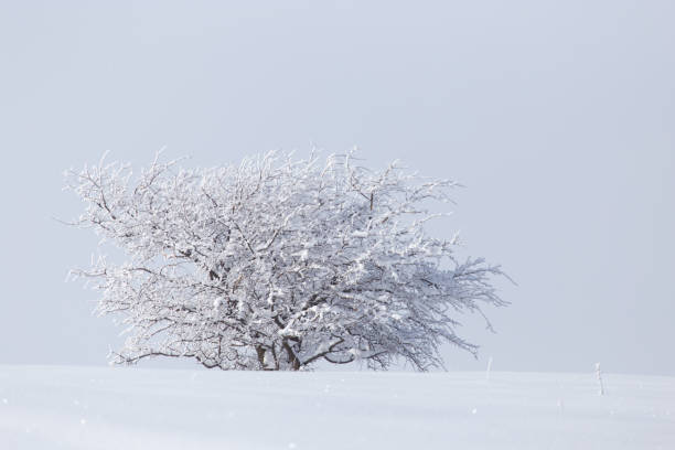 istock snow on the branches of a tree 667077414