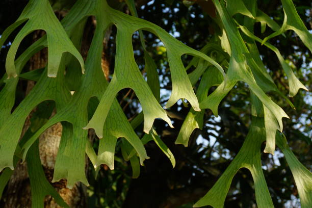 Polypodium polycarpon leaf Flowerbed, Formal Garden, Plant, Tropical Climate platycerium bifurcatum stock pictures, royalty-free photos & images