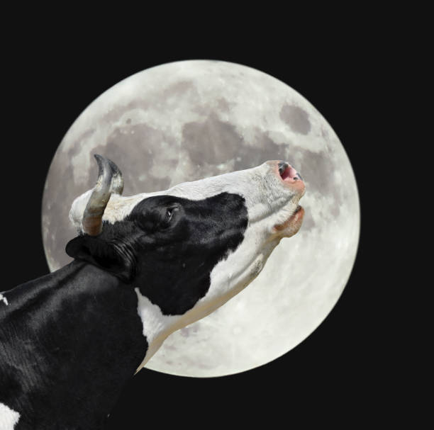 vache et lune - belement photos et images de collection