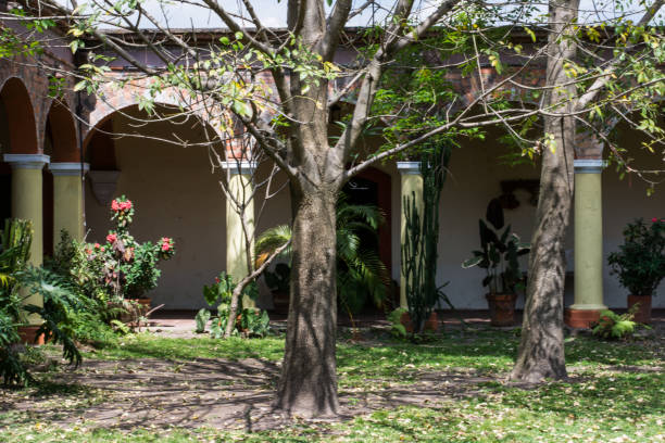 istock Tress in the Hacienda's patio 667083966
