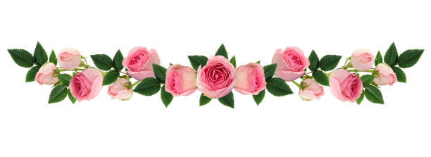 istock Pink rose flowers and buds line arrangement 667086768
