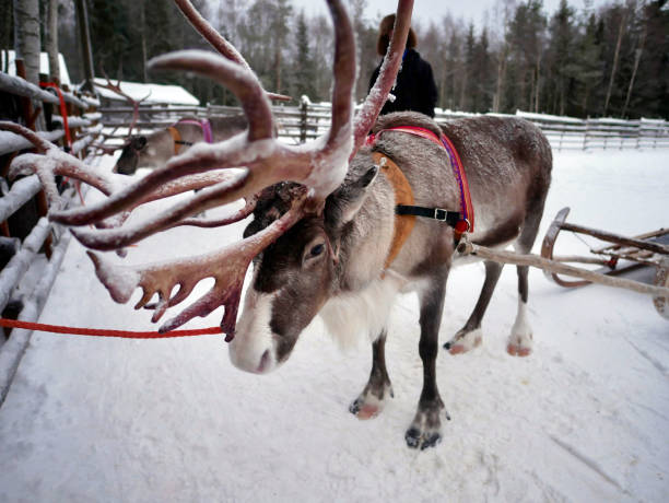 istock Reindeer in Finnish Lapland 667087528