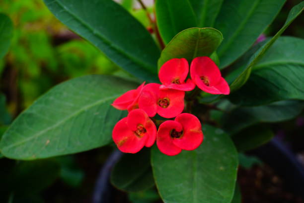 istock Euphorbia milii 667094154