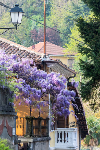 istock wisteria flowers in Italy. 667094608