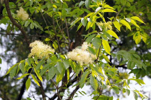 단풍과 일반적인 화산재의 꽃 - maple keys branch sky maple tree 뉴스 사진 이미지