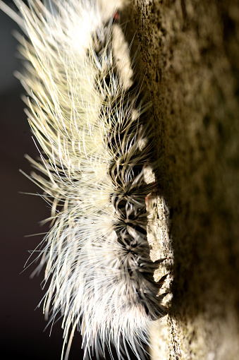close-up caterpillar with light in forrest of thailand