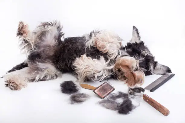 Photo of Dog grooming equipment