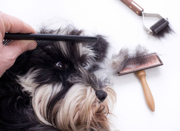 istock Dog grooming equipment 667095216