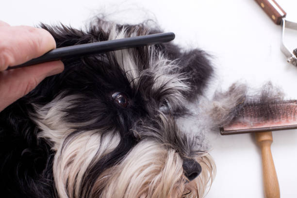 istock Dog grooming equipment 667097400