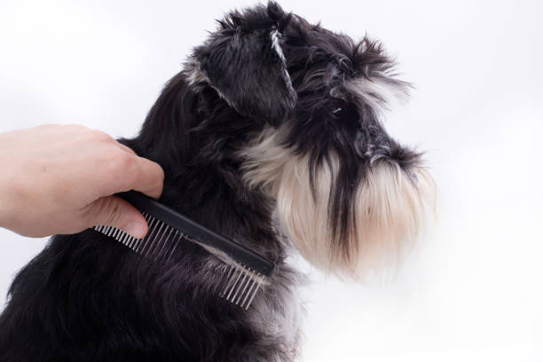 istock Dog grooming equipment 667097608