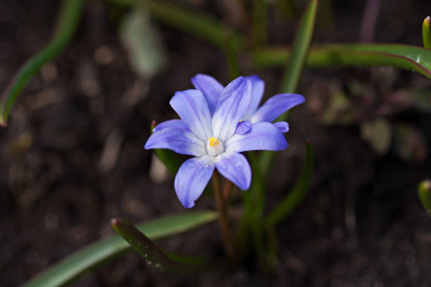 istock Chionodoxa luciliae (Scilla luciliae) flowers 667097758