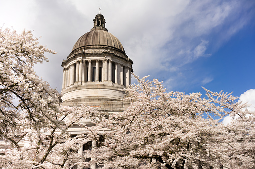 Beautiful flowering blossoms adorn the walkway outside the State Capital in Olympia, Washington