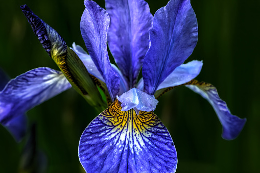 Blue Siberian iris blooming in the summer garden.