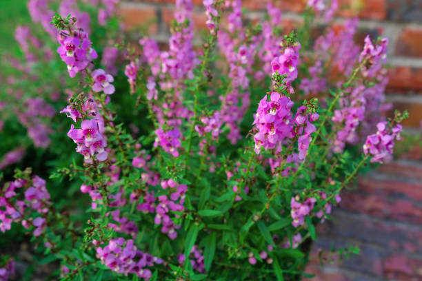 istock Pink Angelonia, Summer Snapdragon 667100022