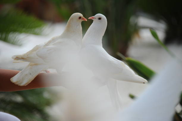 istock Pigeons in the city - Spain 667100224