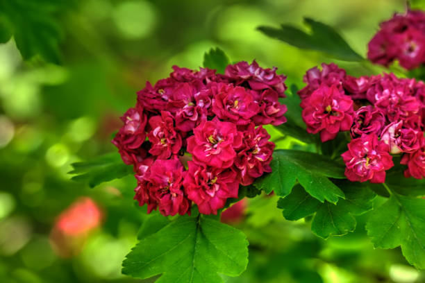 Hawthorn. Garden plant.