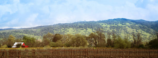 valle de napa - california panoramic napa valley hill fotografías e imágenes de stock