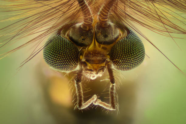 Extreme magnification - Mosquito head, Chironomus, front view stock photo