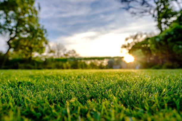 Majestic sunset seen in late spring, showing a recently cut and well maintained large lawn in a rural location. Majestic sunset seen in late spring, showing a recently cut and well maintained large lawn in a rural location. The sun can be seen setting below a distant hedge, producing a sunburst effect. garden stock pictures, royalty-free photos & images
