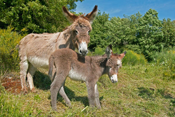 istock female of donkey with it's foal 667114264